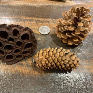 Kit de manualidades naturales: Abedul, piñas, plumas y corteza para coronas