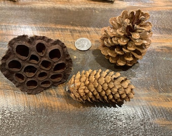 Natural Craft Kit: berk, dennenappels, veren, kransschors