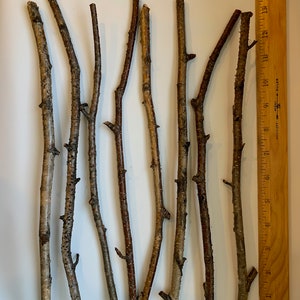 8 White Dried Birch Sticks and Branches - Approximately 12" Long and 1/4" to 3/8" in diameter