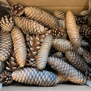 May include: A collection of various sizes of brown pine cones in a cardboard box. The cones have a textured, scaly appearance and range in color from light tan to dark brown. Some smaller, rounder cones are also present.