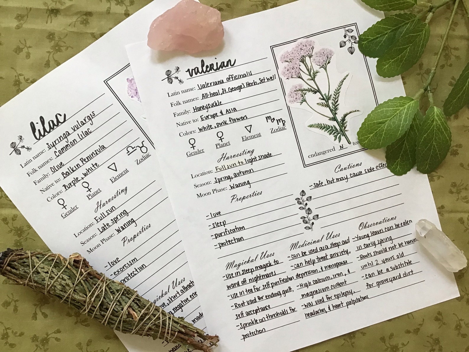 Printable Herbal Grimoire Page Witchcraft Book of Shadows - Etsy