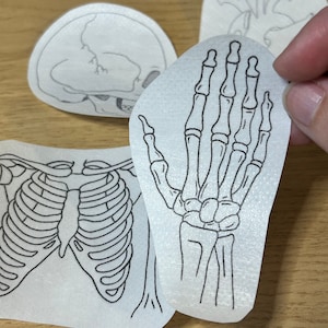 May include: Three black and white line drawings of a human skeleton on white paper. The drawings are of a skull, a rib cage, and a hand.