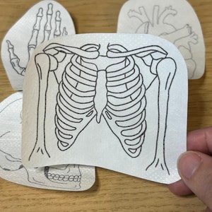 May include: A black and white line drawing of a human rib cage and shoulder bones on a white background.