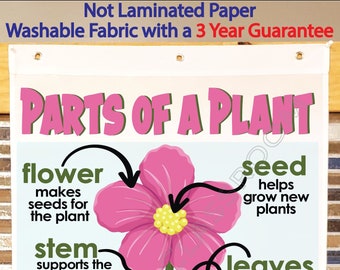 Parts of a Plant Anchor Chart - Etsy
