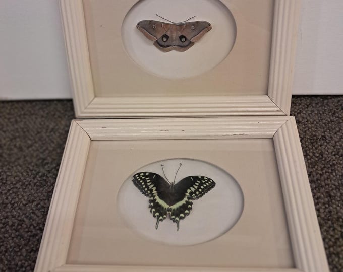 Two  Framed Porcelain  Butterflies, Papilio Troilus and Polyphemus Moth