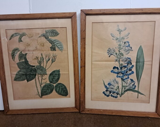 Two 1825 lithographs of plants