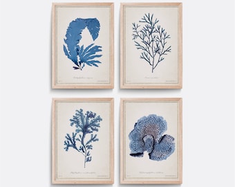 Set of 4 Algae prints, Vintage coral print, Natural history print, Living room art, Vintage illustration, Bathroom wall art, Blue wall art