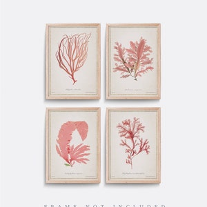 Set of 4 Vintage Algae Prints, Coral Illustration, Bathroom Art
