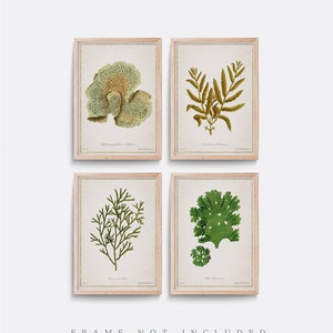 Set of 4 Algae prints, Vintage coral print, Natural history print, Living room art, Vintage illustration, Bathroom wall art, Green wall art