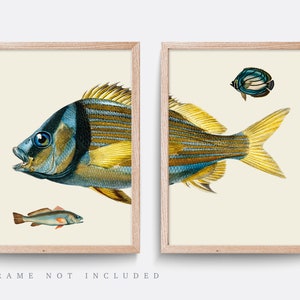 Vintage Fish Print Set, Natural History Illustration, Living Room Art image 1
