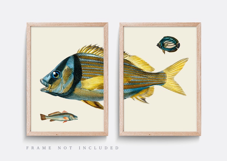 Vintage Fish Print Set, Natural History Illustration, Living Room Art image 1
