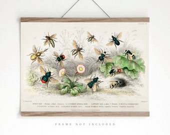 Vintage Bee print, Types of Bee print, Vintage nature poster, Natural history print, Living room wall art, Vintage illustration