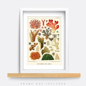 K&ouml;nnte beinhalten: Eine Vintage-Illustration von Korallen des Great Barrier Reef. Der Druck zeigt eine Vielzahl von Korallenarten in Rot-, Orange-, Gr&uuml;n- und Gelbt&ouml;nen. Die Illustration ist mit "Great Barrier Reef Corals" beschriftet.