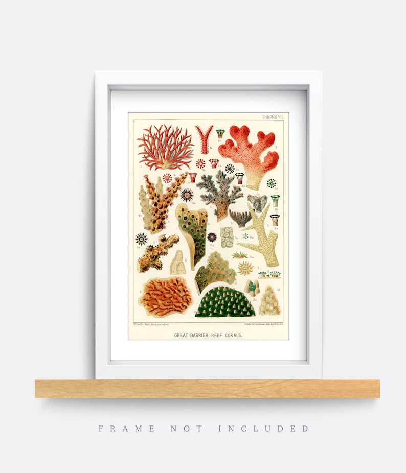 K&ouml;nnte beinhalten: Eine Vintage-Illustration von Korallen des Great Barrier Reef. Der Druck zeigt eine Vielzahl von Korallenarten in Rot-, Orange-, Gr&uuml;n- und Gelbt&ouml;nen. Die Illustration ist mit "Great Barrier Reef Corals" beschriftet.
