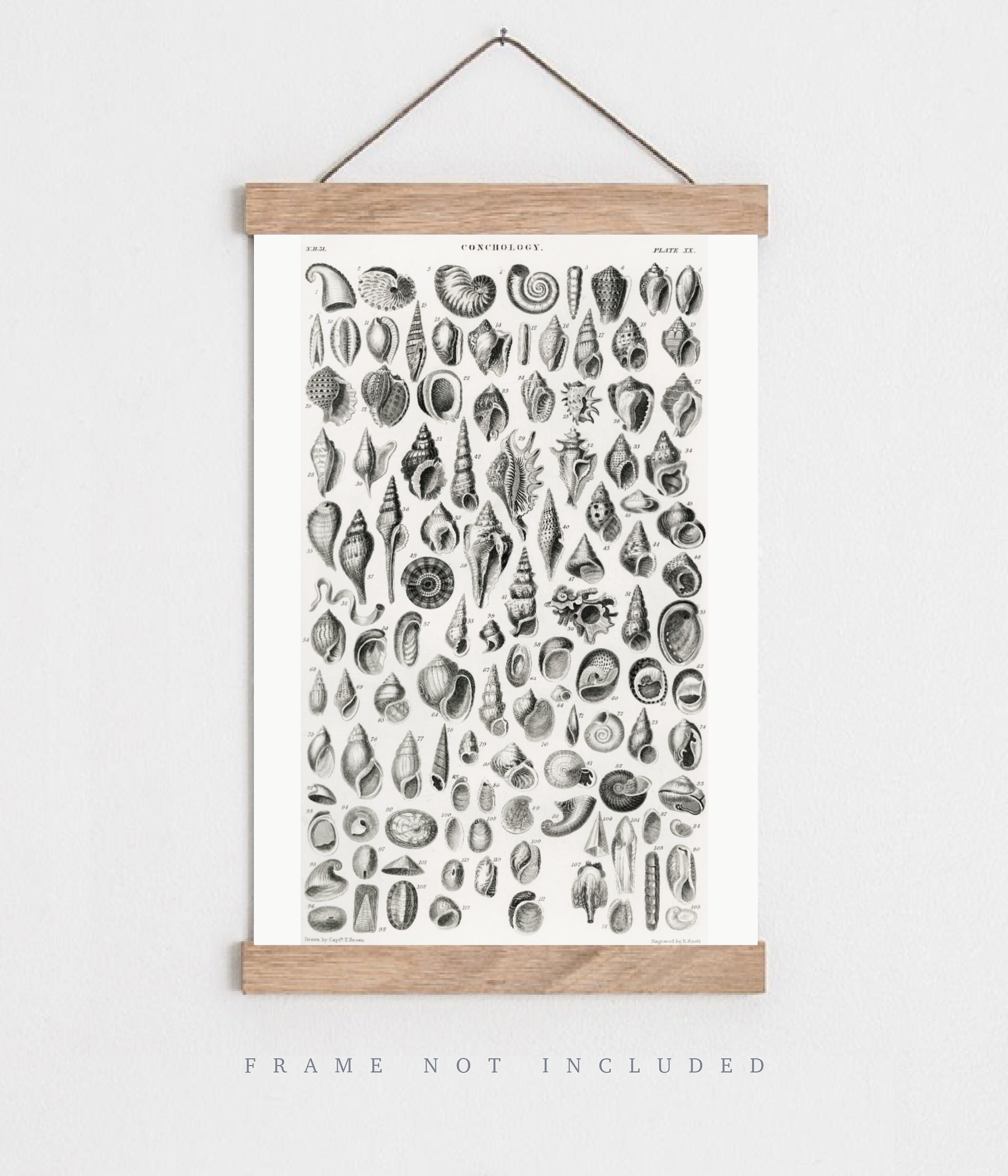 Vintage Shell Print, Types of Shell Print, Vintage Nature