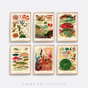 Vintage fish Prints, Vintage coral prints, Botanical art, Natural history print, Living room art, Vintage illustration, Great Barrier Reef