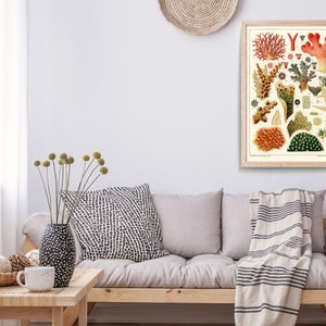 K&ouml;nnte beinhalten: Eine Vintage-botanische Illustration verschiedener Korallenarten, Seeanemonen und anderer Meereslebewesen. Die Illustration ist in einem gerahmten Druck mit wei&szlig;em Hintergrund und farbenfrohen Details.