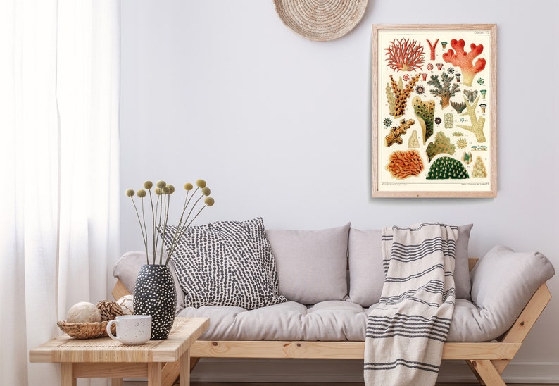 K&ouml;nnte beinhalten: Eine Vintage-botanische Illustration verschiedener Korallenarten, Seeanemonen und anderer Meereslebewesen. Die Illustration ist in einem gerahmten Druck mit wei&szlig;em Hintergrund und farbenfrohen Details.