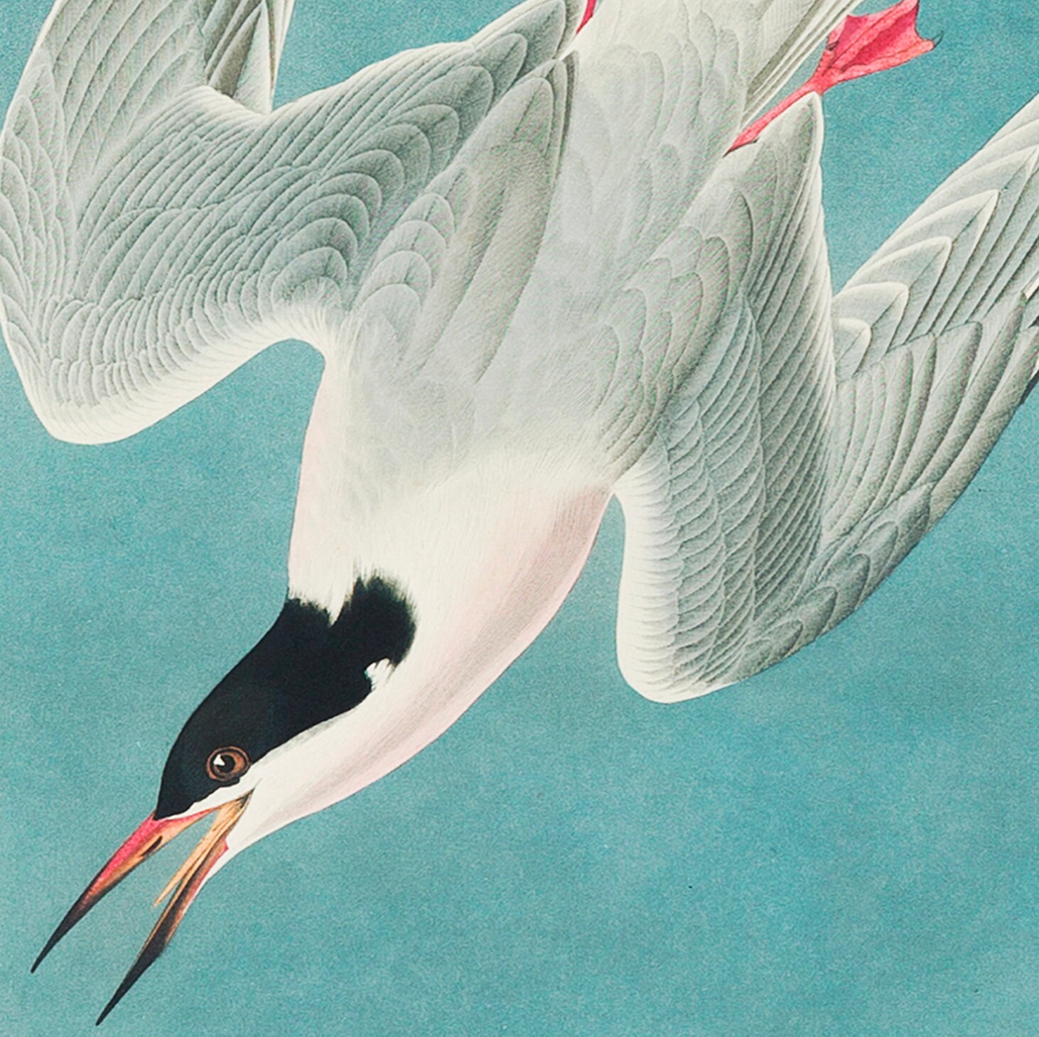 Vintage Bird Prints, Vintage Animal Art, Natural History