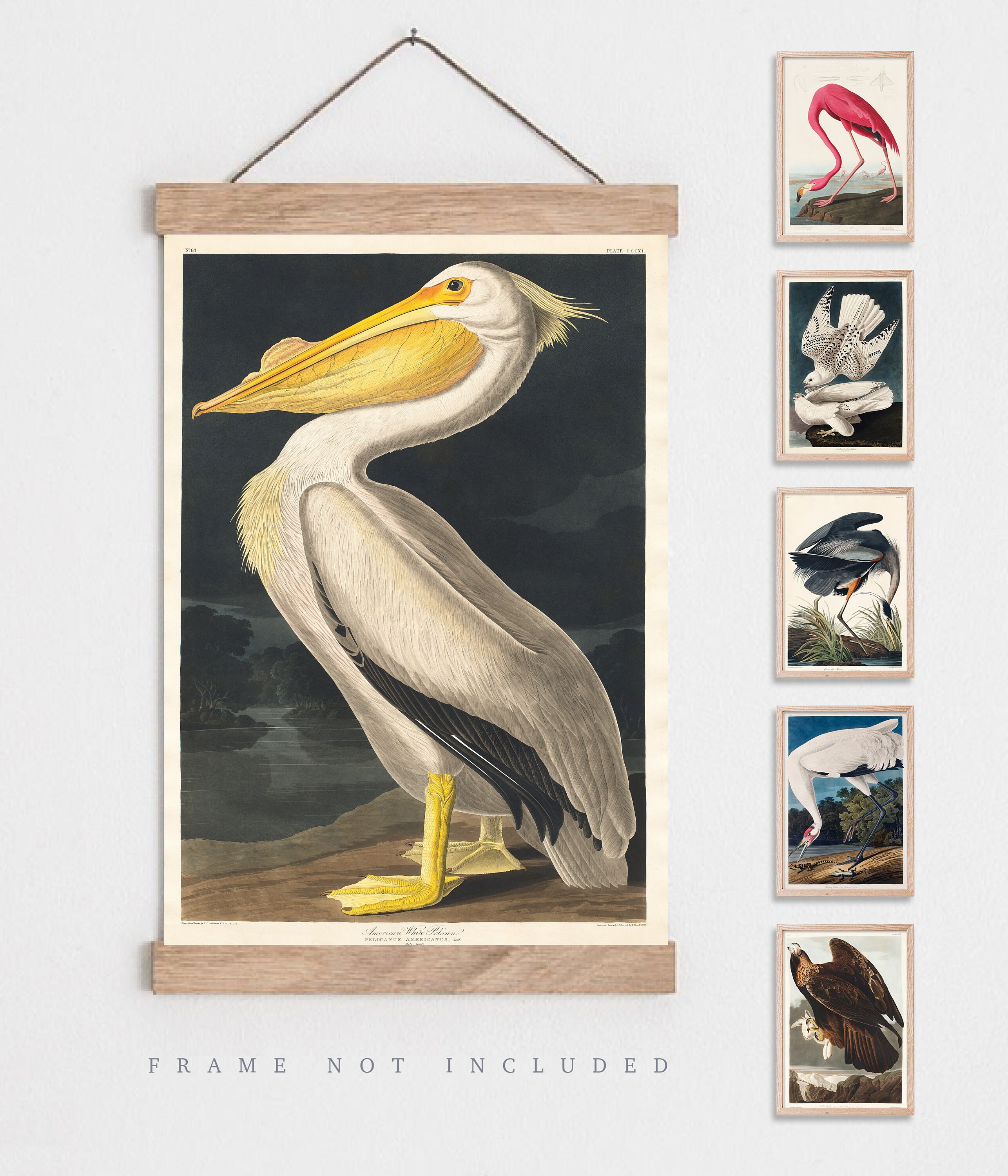 Vintage Bird Prints, Vintage Animal Art, Natural History