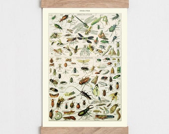 Adolphe Millot Insect Print, Vintage Natural History Illustration