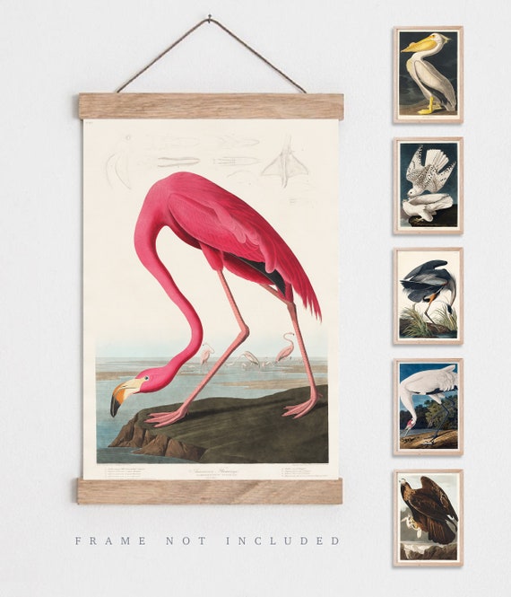 Vintage Audubon Bird Print, Natural History Illustration - Etsy