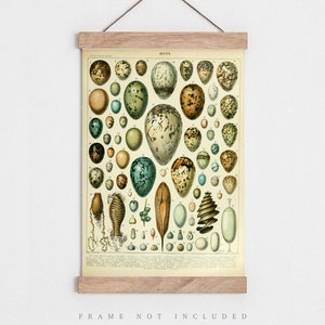 Vintage Egg print, Types of Egg print, Vintage nature poster, Natural history print, Living room wall art, Vintage illustration, French art