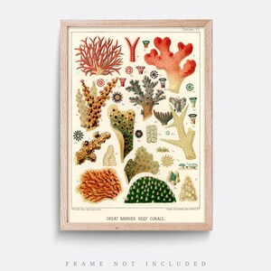 K&ouml;nnte beinhalten: Eine Vintage-Illustration von Korallen des Great Barrier Reef. Der Druck zeigt eine Vielzahl von Korallenarten in Rot-, Orange-, Gelb-, Gr&uuml;n- und Wei&szlig;t&ouml;nen. Die Illustration ist mit Nummern und Namen der verschiedenen Korallenarten beschriftet.