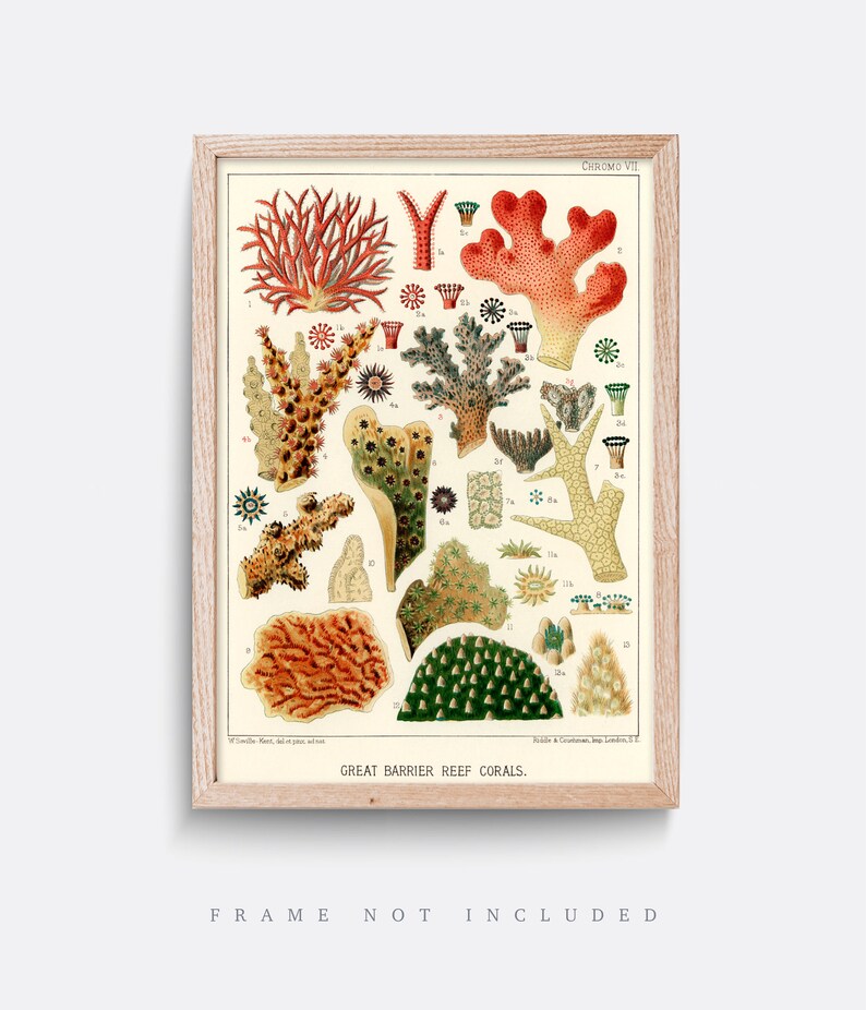 K&ouml;nnte beinhalten: Eine Vintage-Illustration von Korallen des Great Barrier Reef. Der Druck zeigt eine Vielzahl von Korallenarten in Rot-, Orange-, Gelb-, Gr&uuml;n- und Wei&szlig;t&ouml;nen. Die Illustration ist mit Nummern und Namen der verschiedenen Korallenarten beschriftet.