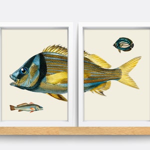 Vintage Fish Print Set, Natural History Illustration, Living Room Art image 2