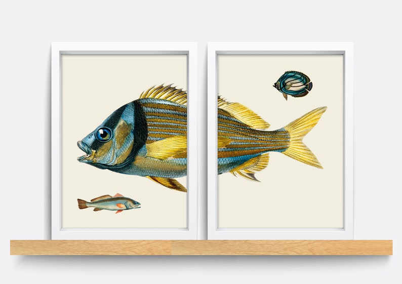 Vintage Fish Print Set, Natural History Illustration, Living Room Art image 2