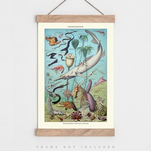 Vintage Oceanography print, Sea life print, Vintage nature poster, Natural history print, Living room wall art, Vintage illustration