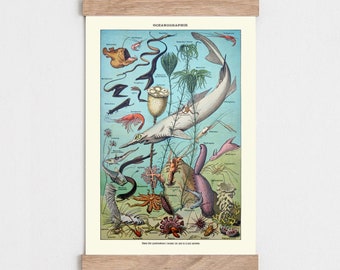 Vintage Adolphe Millot Oceanography Print, Sea Life Illustration