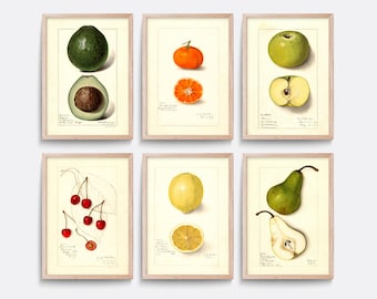 Könnte beinhalten: Satz von sechs botanischen Vintage-Illustrationen mit verschiedenen Früchten, darunter Avocado, Orange, Apfel, Kirsche, Zitrone und Birne. Jede Illustration ist in einem hellen Holzrahmen gerahmt und zeigt eine detaillierte Zeichnung der Frucht sowie ihren lateinischen Namen und eine Beschreibung.