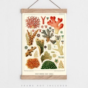 K&ouml;nnte beinhalten: Eine Vintage-botanische Illustration von Korallen des Great Barrier Reef. Der Druck zeigt eine Vielzahl von Korallenarten in Rot-, Orange-, Gr&uuml;n- und Gelbt&ouml;nen. Der Text "CHROMO VII" und "GREAT BARRIER REEF CORALS" ist im Bild enthalten.