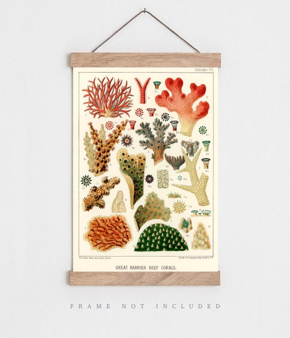 Vintage Coral Print, Barrier Reef, Natural History Art