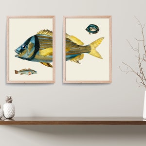 Vintage Fish Print Set, Natural History Illustration, Living Room Art image 3
