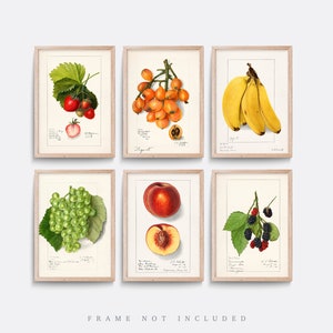 Fruit Prints, Vintage fruit prints, Botanical art, Natural history print, Living room wall art, Vintage illustration, Banana print