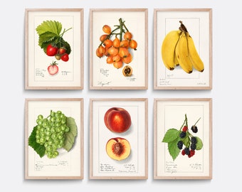 May include: Set of six vintage botanical prints featuring illustrations of various fruits, including strawberries, loquats, bananas, grapes, peaches, and blackberries. Each print has a white background with a light brown border and includes the name of the fruit in cursive.