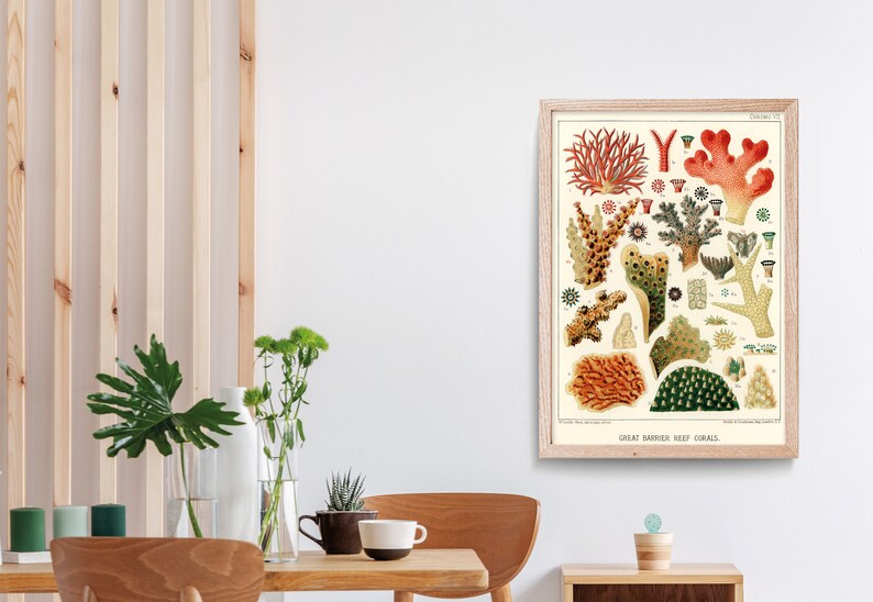 K&ouml;nnte beinhalten: Eine Vintage-Illustration verschiedener Korallenarten aus dem Great Barrier Reef. Die Illustration zeigt eine Vielzahl von Farben, darunter Rot, Orange, Gelb, Gr&uuml;n und Braun. Die Korallen sind in einem realistischen Stil dargestellt, mit filigranen Details.