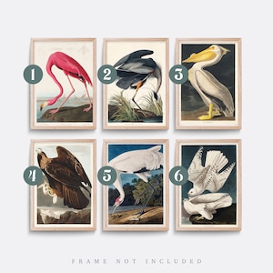John James Audubon Bird Print, Vintage Natural History Wall Art