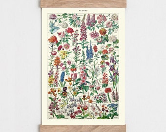 Vintage Flower print, Types of Flower print, Vintage nature poster, Natural history print, Living room wall art, Vintage illustration