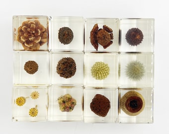 Nuts in Cube Resin,  Home Decoration, Nuts Preserved Specimen Desk Biology Science Teacher Education