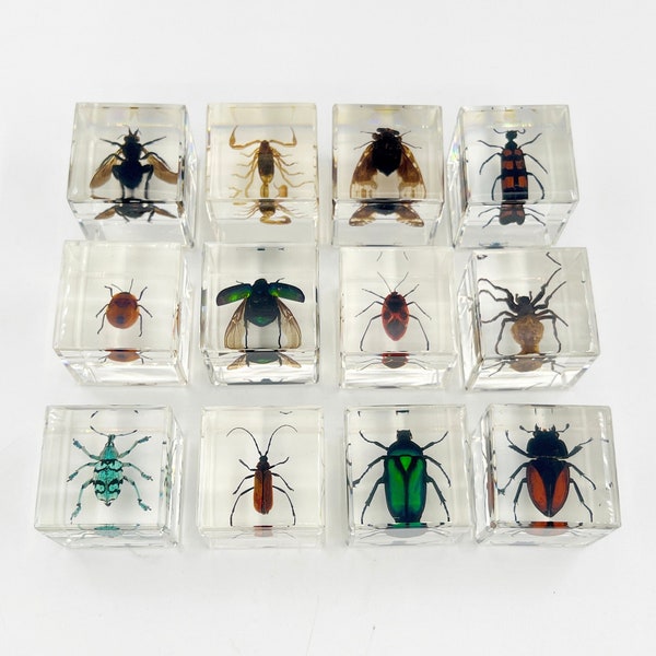 Insect in Cube Resin, Home Decoration, Bug Preserved Specimen Desk Biology Science Teacher Education, scorpion, beetles