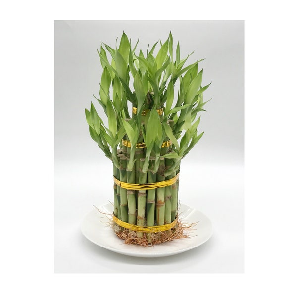 8" Indoor Live Lucky Bamboo Plants