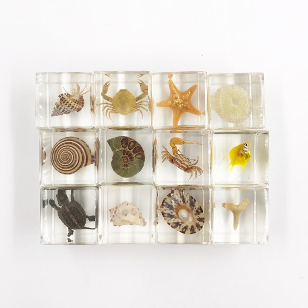 Ocean Marine Life Specimen in Cube Resin, Home Decoration, Biology Class Education Tools