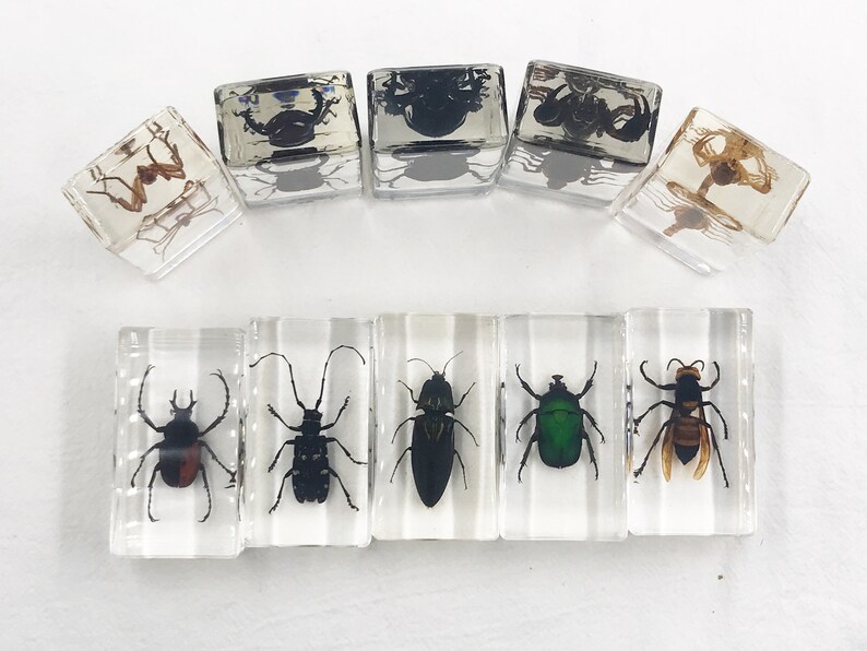 Insect in Resin Bug Preserved Specimen Collection Desk Biology Etsy