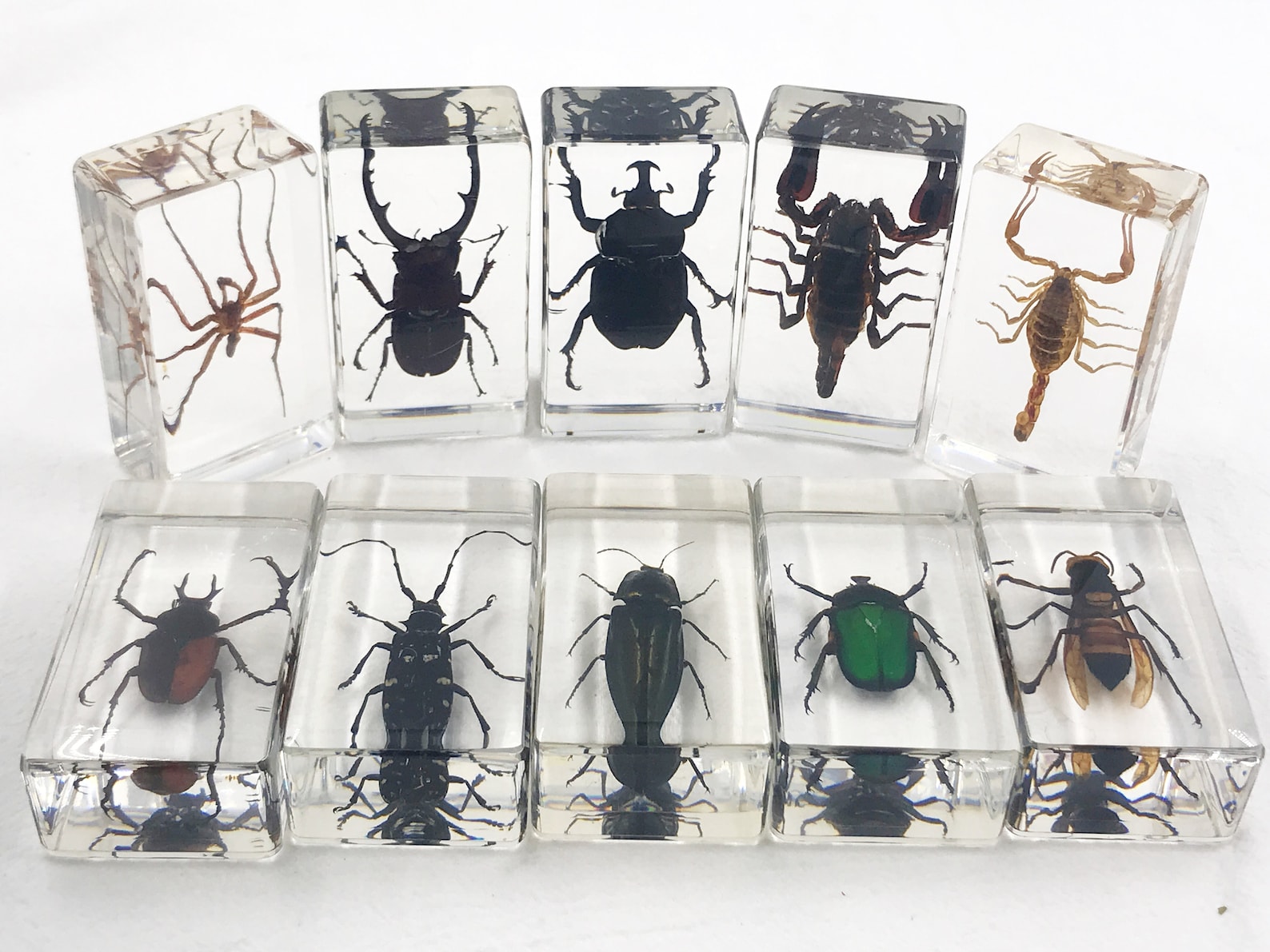 Insect in Resin Bug Preserved Specimen Collection Desk Biology Etsy