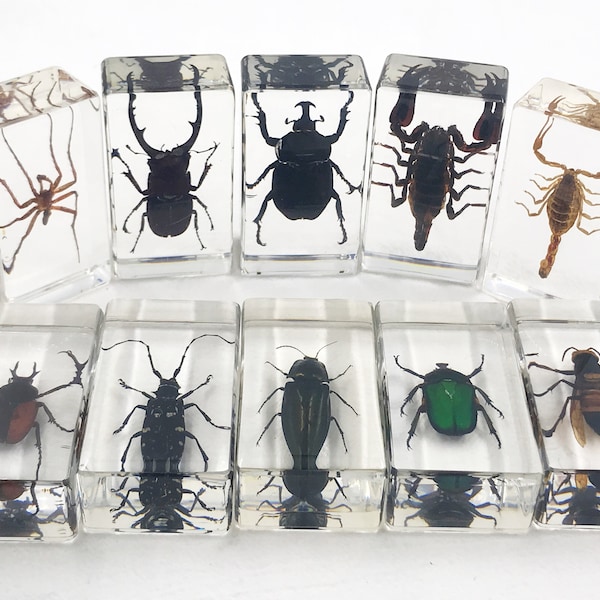 Insecte en résine Collection d'échantillons préservés d'insectes Bureau de formation des enseignants en sciences de la biologie Collection d'insectes Fournitures d'affichage, scorpion, coléoptères