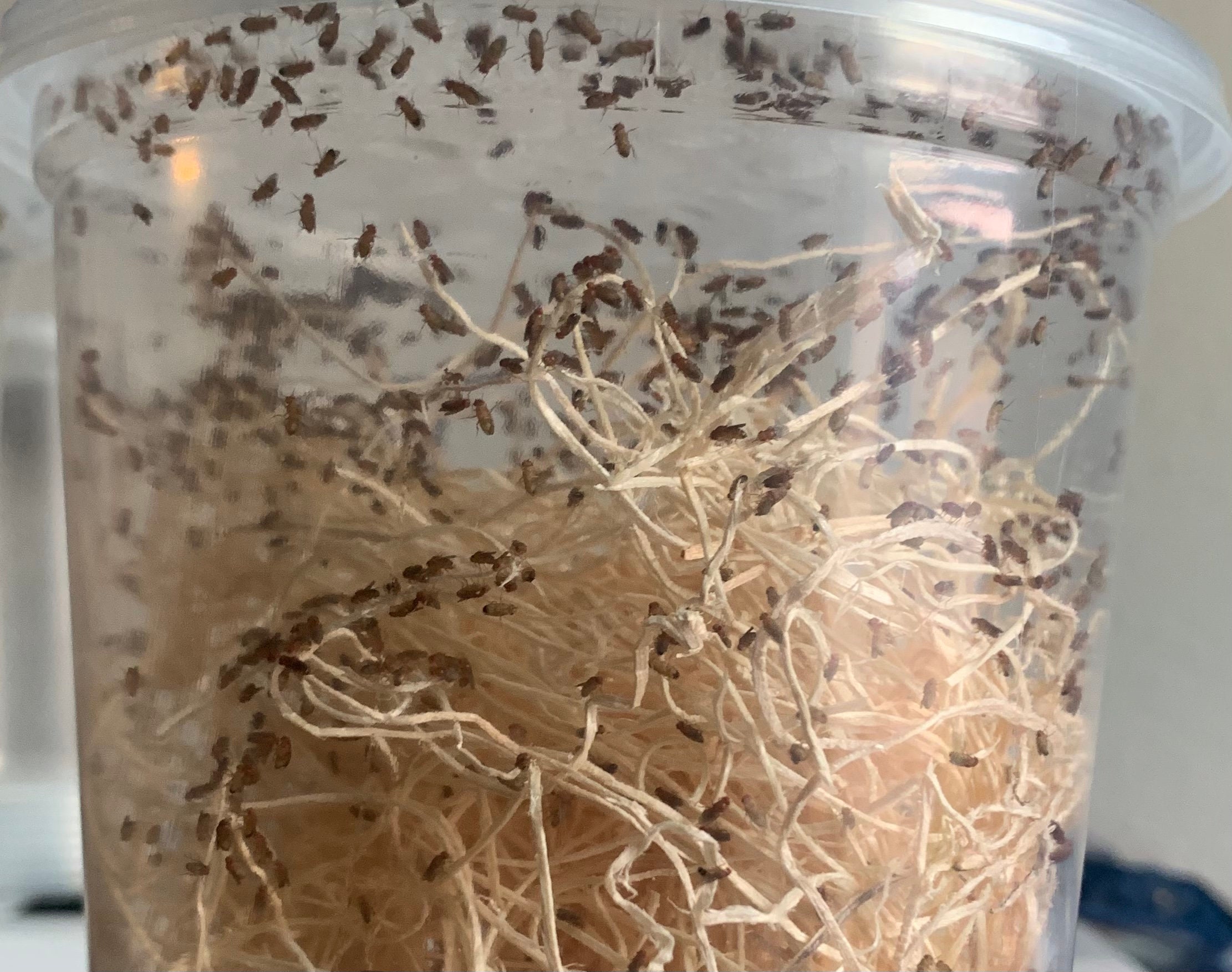 Flightless Fruit Fly Culture Drosophila hydei 32oz Etsy